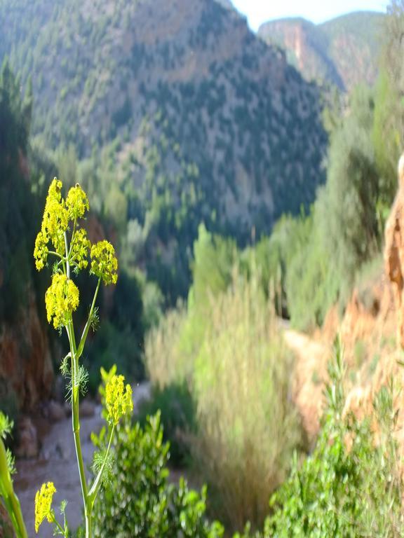 Riad Cascades D'Ouzoud Exteriör bild